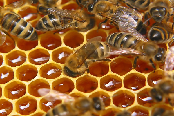 В помощь пчеловодам