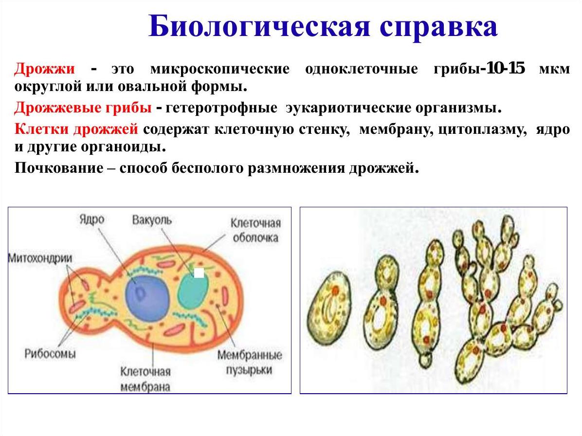   -    Saccharomyces cerevisiae,   ,  