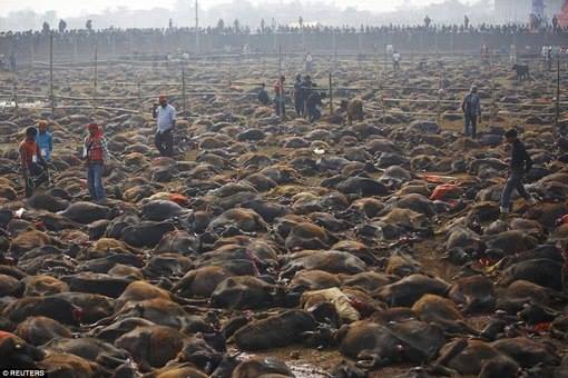 Убийство животных в Непале: фестиваль Шивчандра Кушва (Shivchandra Kushawaha)