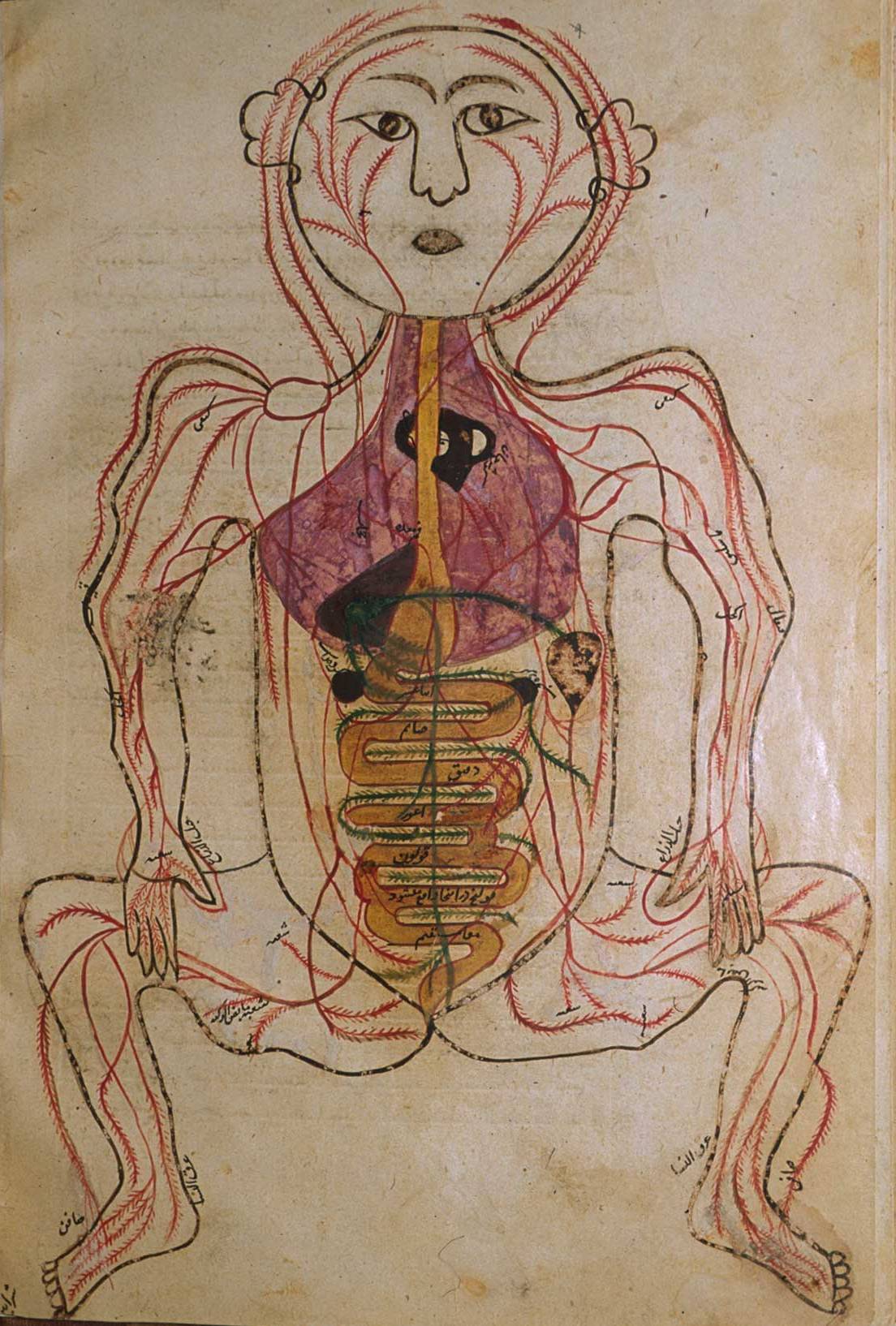 Анатомический рисунок человек из исламского средневекового трактата