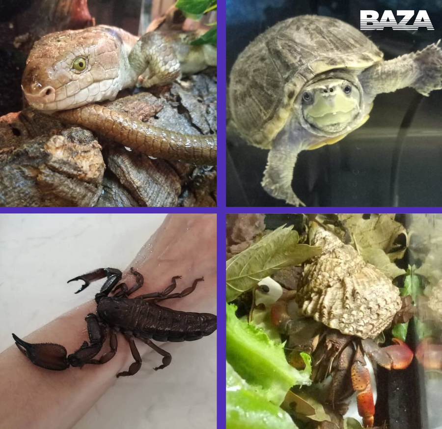 �������� ������� "����" ���� - ������ �����