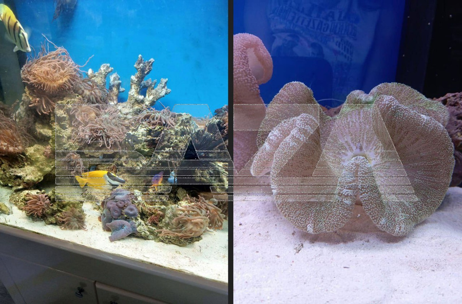 �������� "����" ����