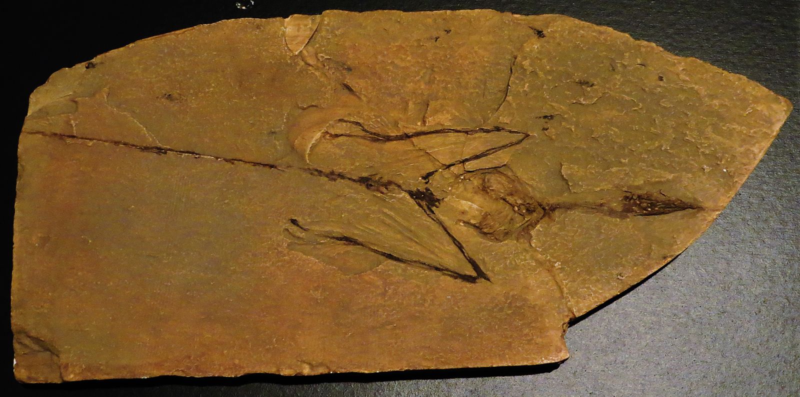 Вымерший птерозавр Sharovipteryx (Шаровиптерикс)